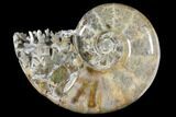 Polished, Agatized Ammonite (Argonauticeras?) - Madagascar #133237-1